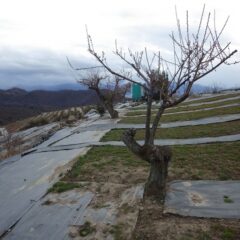 切った枝を片付けて完了