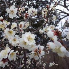 「六弁の梅」の木が満開になりました