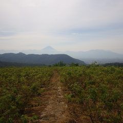 湿度が高く靄がかかった様な農場のローズ畑