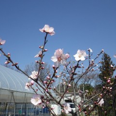 アーモンドは次々に花を咲かせています