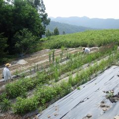 炎天下の中、カモマイル・ジャーマン畑の除草作業中