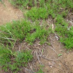 収獲した株では光が良く当たり、新芽がもうこんなに大きく育っています