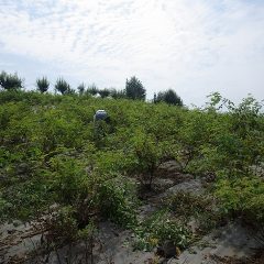 ローズ畑の除草作業も継続して行われています