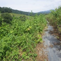 つる草と雑草とクズが絡み合ってお手上げ状態