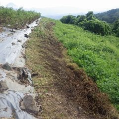 つる草を刈り払って崖下まで落としました