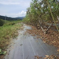 つる草が無くなって綺麗になったローズ畑