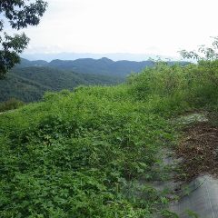 こちら側もつる草が押し寄せて来ています