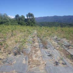 除草作業の終わったローズ畑