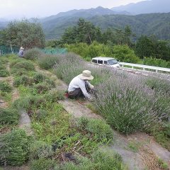 急に気温が上がった為か頭上ではゴロゴロと雷鳴が轟き始めたので急いで刈り取ります