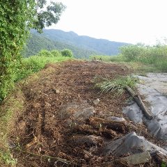 つる草退治終了！