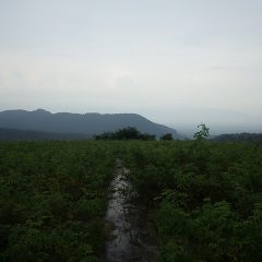 雨は本降りになり本日の作業終了！