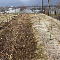 ドクダミの芽が伸びてきたので敷きワラを撤去しました