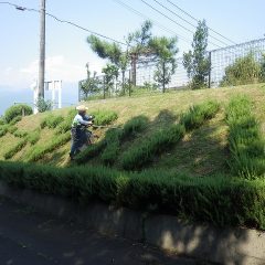 暑くなる前にと早朝6時から事務局入り口の草刈り作業が行われました