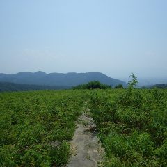 朝から晴れて気温がぐんぐん上がる灼熱のローズ畑