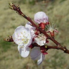 新しく仲間入りしたアプリコットも花を咲かせました