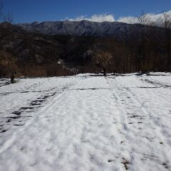 またもカモマイル・ジャーマン畑は雪に埋もれてしまいました