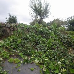 雨がだんだん強くなるなか除草作業開始