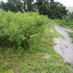 急いで作業を進めたもののここまで来たところでポツリ、ポツりと大粒の雨がました