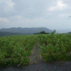 雨は本降りになってしまいました