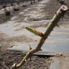 随分と芽が伸びてきました