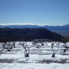 ローズ畑も雪景色