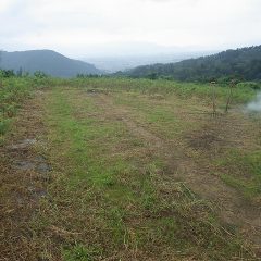 綺麗に片付けられた畑