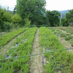 約30cm程の高さに育っています