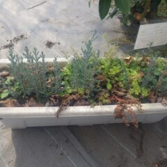 種から発芽したサイプレスが大きくなって来たのでポットに鉢上げしました