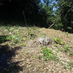 刈り取ったつる草の片付け作業