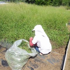 カンカン照りの猛暑の中で除草作業が行われています