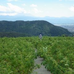 甲府の気温37℃、猛暑の中でローズ畑の除草作業は続けられています