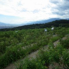 午後3時半、急に暗雲が立ち込め風が吹き荒れ始めました