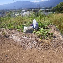 事務局前ではブラックマロウ畑の除草作業中