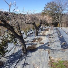 作業が終わる頃には雪はすっかり解けていました