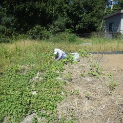 何時まで経っても除草作業に終わりはありません