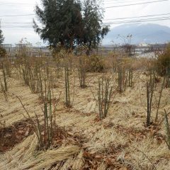 古い枝も残したまま先に長さだけを揃えて剪定します