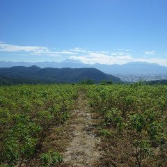 秋晴れに恵まれた農場のローズ畑