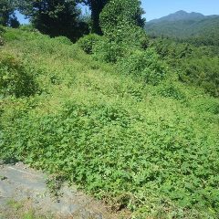 ブルーベリーもつる草の餌食になってしまっています