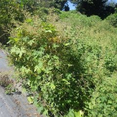 ブルーべりに絡みついたつる草