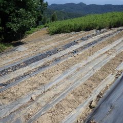 除草作業が終わって綺麗になったカモマイル・ジャーマン畑