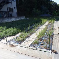 梅雨が明けてから猛暑日の続く事務局横のペパーミント畑