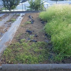 夕方まで除草作業をして雑草に埋もれたカモマイル・ローマンを救出しています