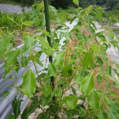 連日30℃を超える気温と梅雨の雨でホーウッドがグングン育っています