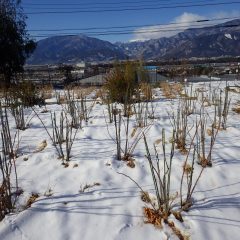 事務局前のローズ畑には22日に降った雪が残っています