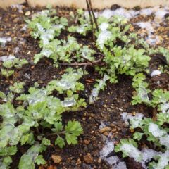 ヨモギの新芽も