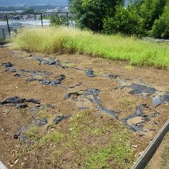 猛暑日で炎天下の中、事務局前のカモマイル・ローマン畑の除草はここまで進みました