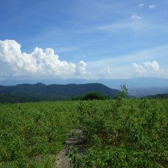 7月30日から11日間猛暑日が続く農場のローズ畑