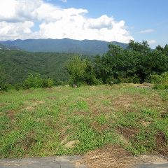 なかなか片付け作業が出来ず除草した雑草をそのままにしていたらまた雑草が生えてきたカモマイル・ジャーマン畑