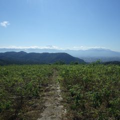 秋晴れのローズ畑から富士山の冠雪が見えました