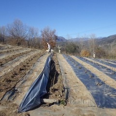 ローズ畑では雑草対策作業中